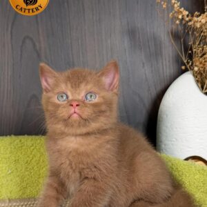 Male British Shorthair