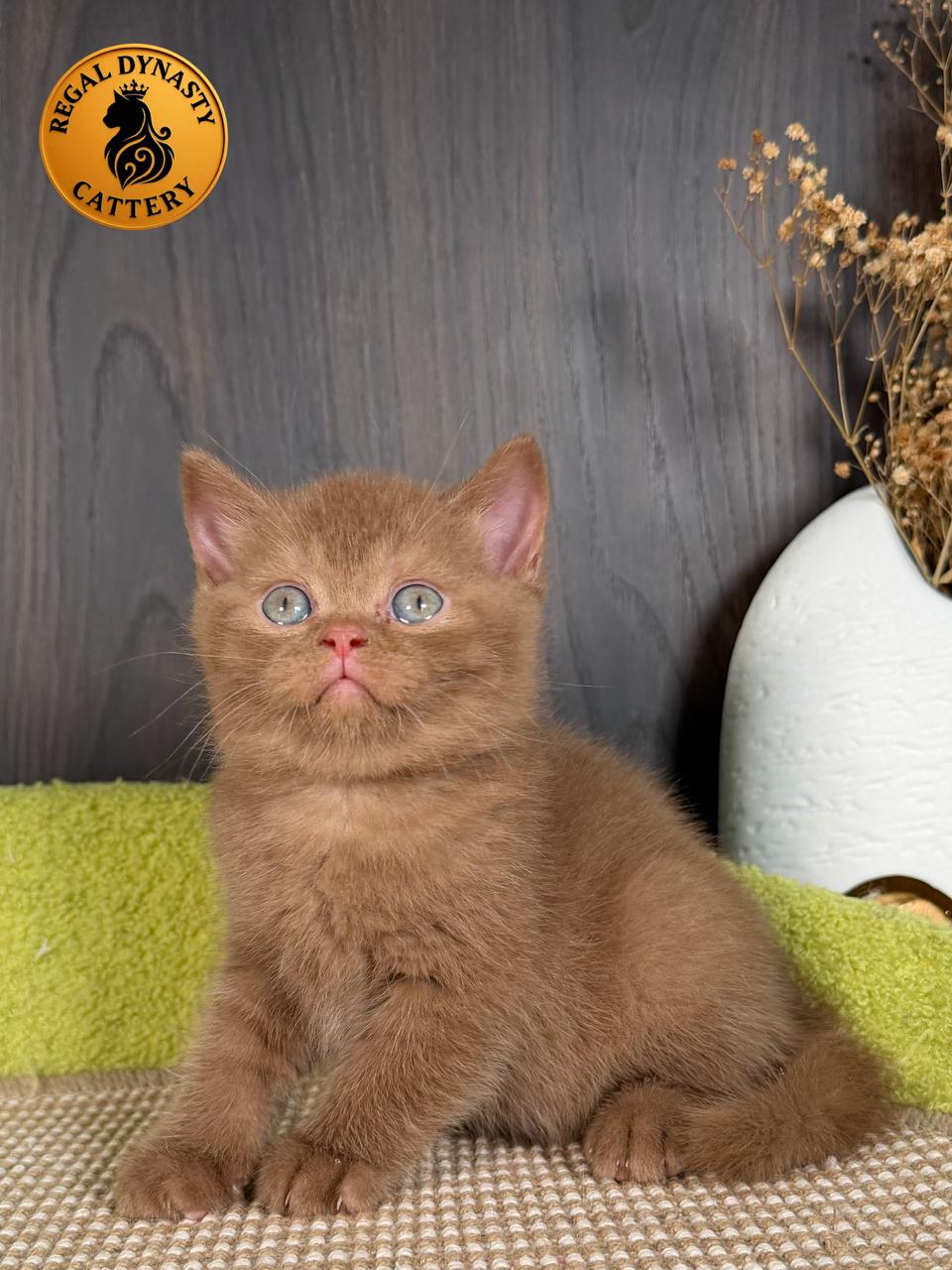 Male British Shorthair