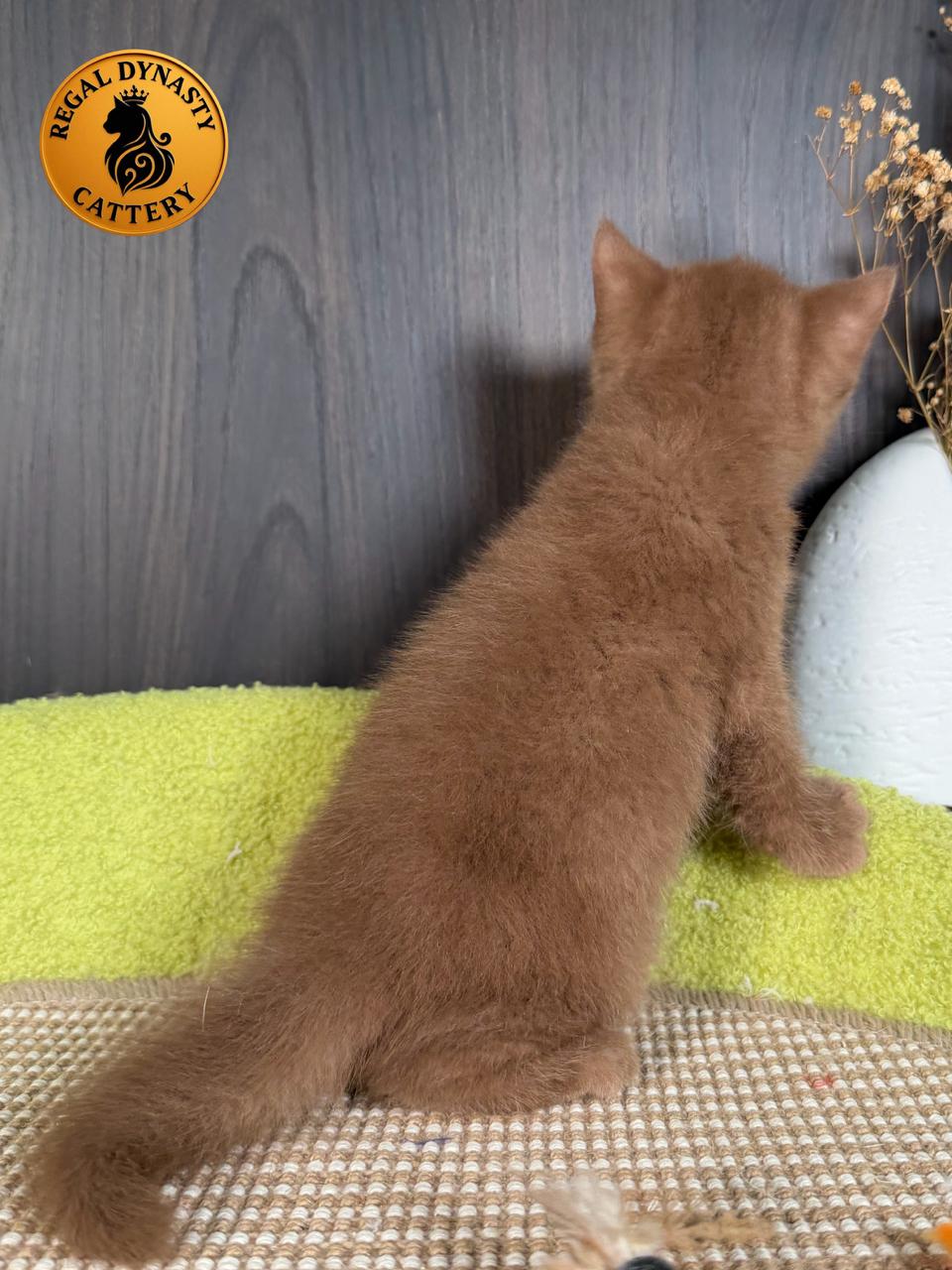 Male British Shorthair - Image 6