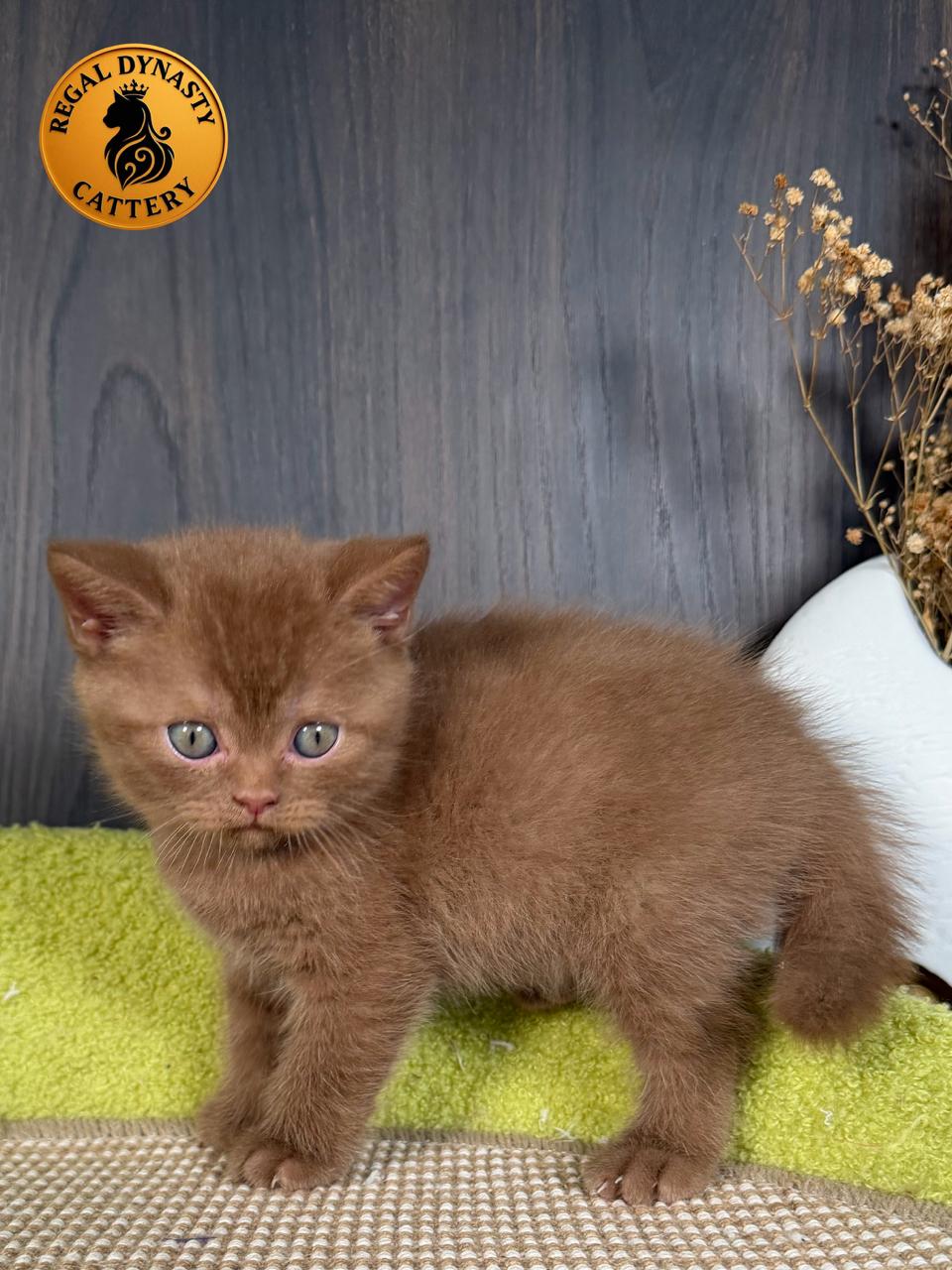 Male British Shorthair - Image 8