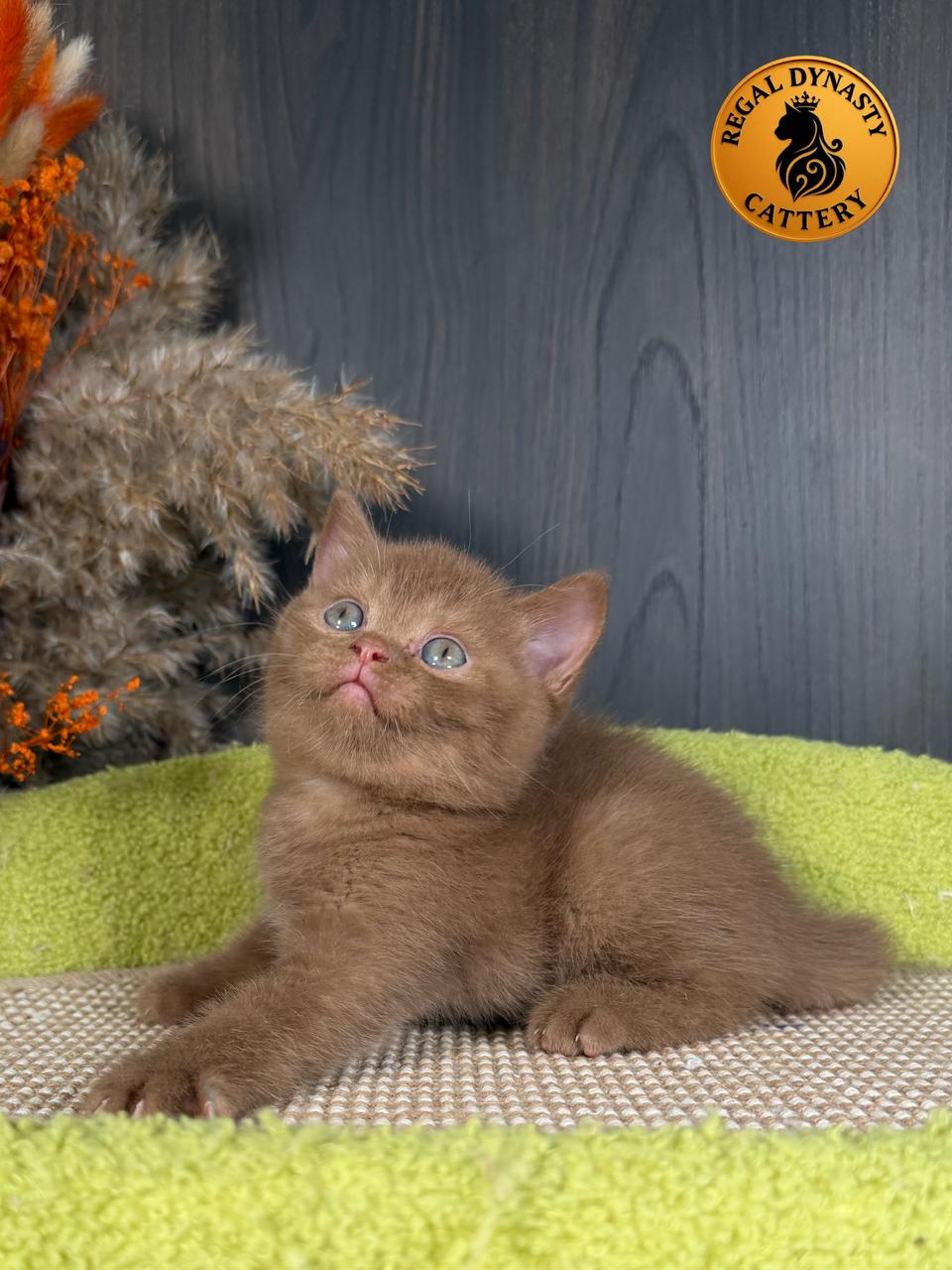 Male British Shorthair - Image 7