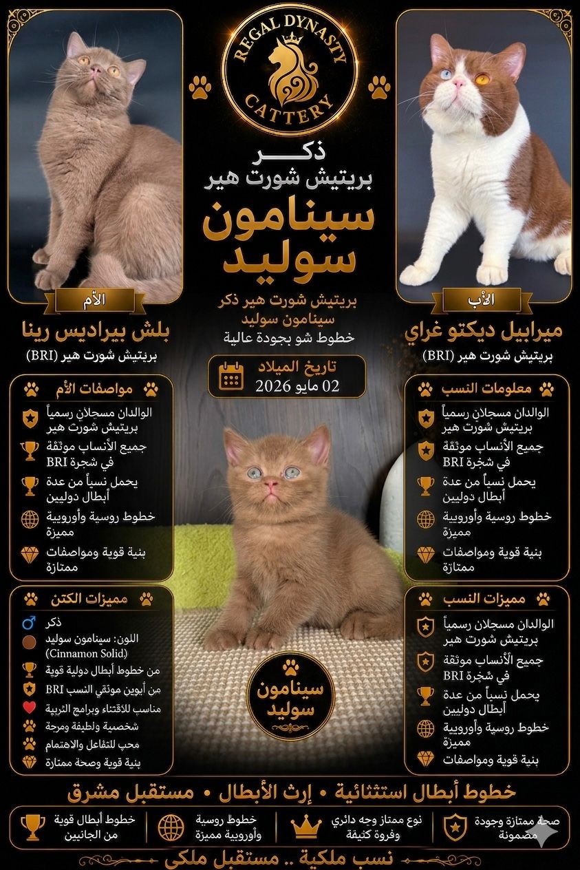 Male British Shorthair - Image 2