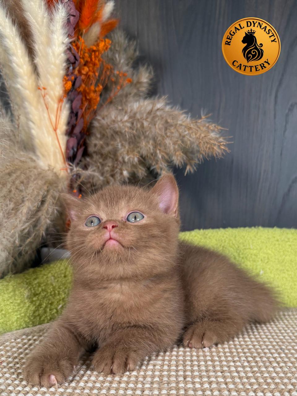 Male British Shorthair - Image 9