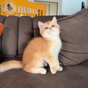 BRITISH SHORTHAIR FEMALE – GOLDEN SHELL NY12