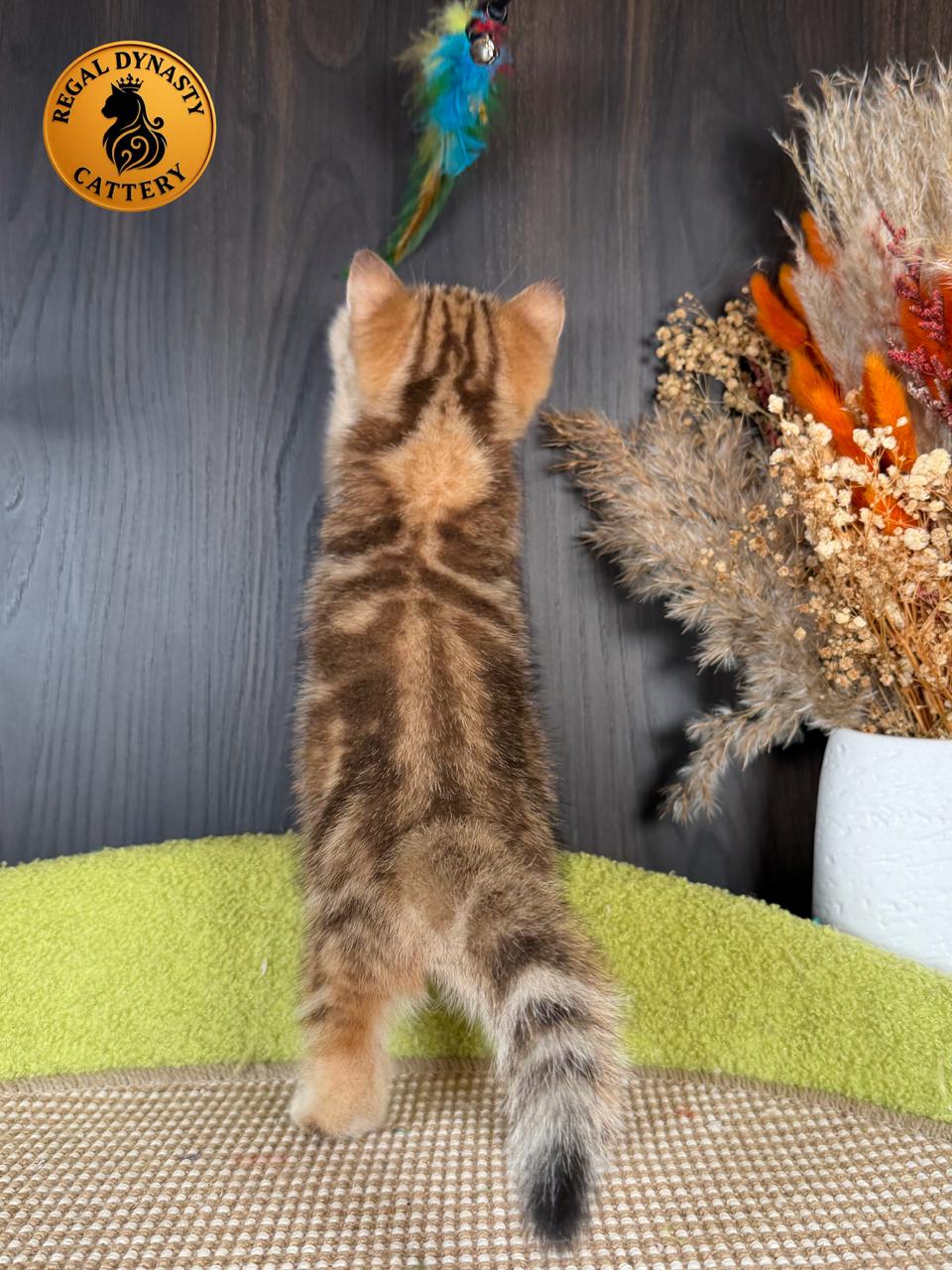 Munchkin Male – Long Legs - Image 4