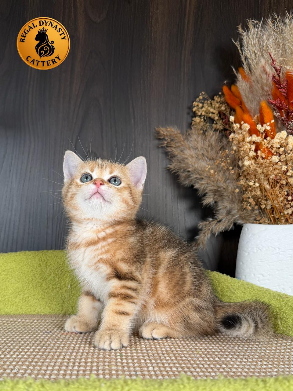 Munchkin Male – Long Legs - Image 3