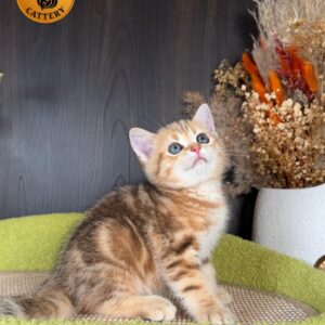 Munchkin Male – Long Legs