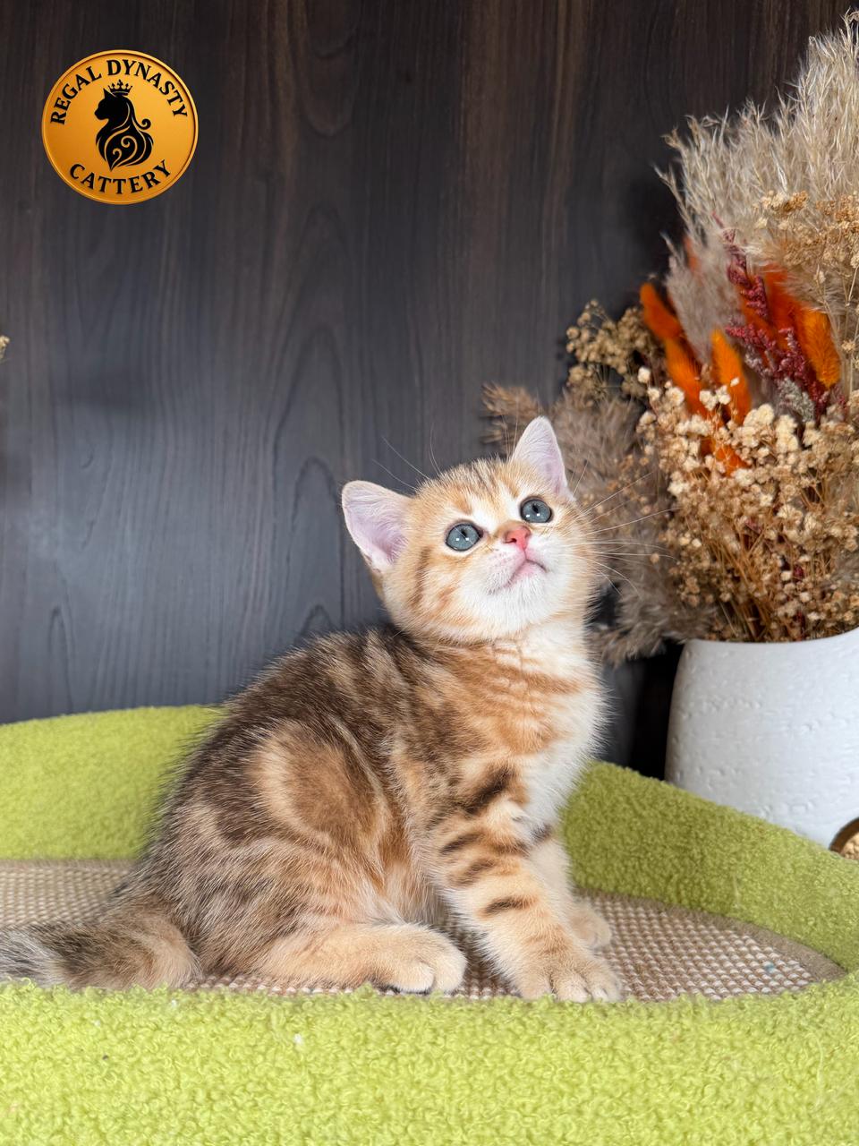 Munchkin Male – Long Legs