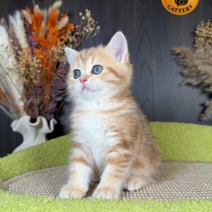 Munchkin Female – Long Legs