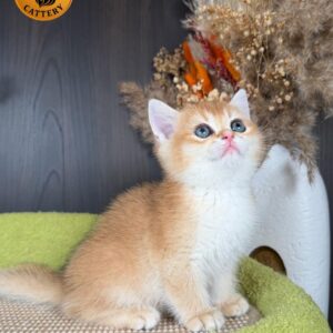 Munchkin Male – Long Legs