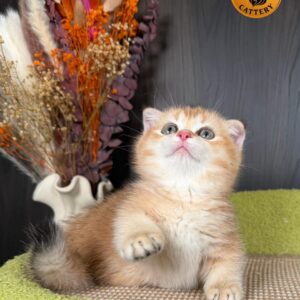 Male Munchkin Fold Kitten – Golden Shaded (NY11) | Exceptional Coat Quality & Extremely Short Legs