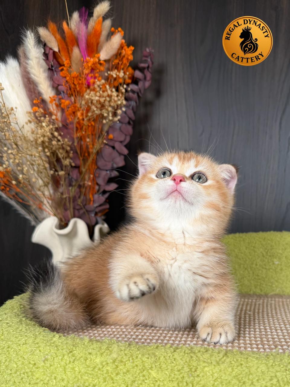 Male Munchkin Fold Kitten – Golden Shaded (NY11) | Exceptional Coat Quality & Extremely Short Legs