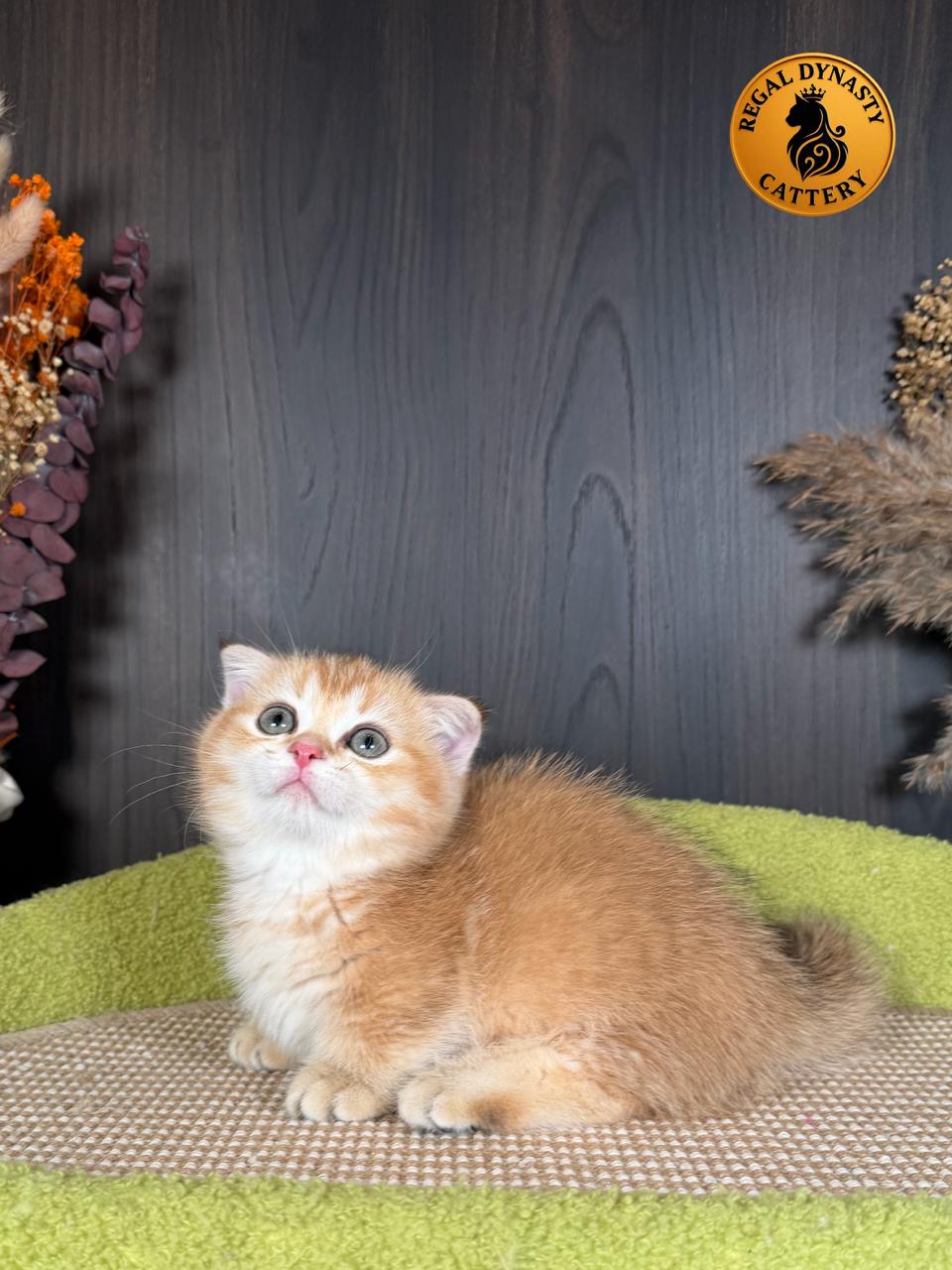 Male Munchkin Fold Kitten – Golden Shaded (NY11) | Exceptional Coat Quality & Extremely Short Legs - Image 6