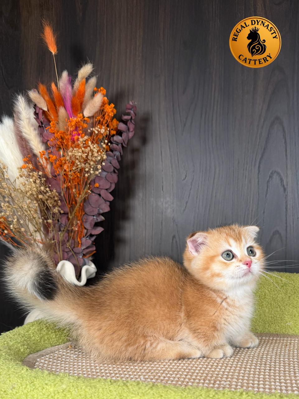 Male Munchkin Fold Kitten – Golden Shaded (NY11) | Exceptional Coat Quality & Extremely Short Legs - Image 5
