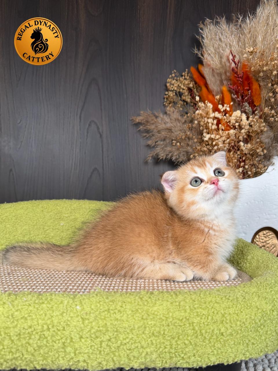 Male Munchkin Fold Kitten – Golden Shaded (NY11) | Exceptional Coat Quality & Extremely Short Legs - Image 4