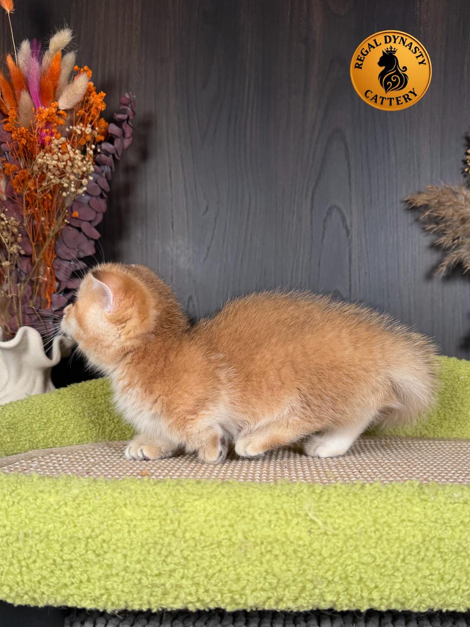 Male Munchkin Fold Kitten – Golden Shaded (NY11) | Exceptional Coat Quality & Extremely Short Legs - Image 7