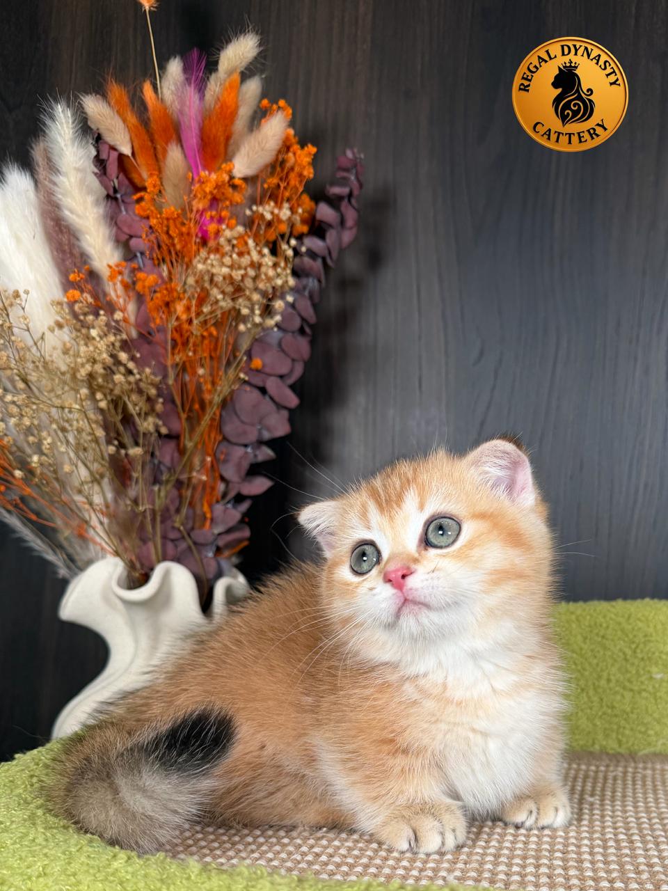 Male Munchkin Fold Kitten – Golden Shaded (NY11) | Exceptional Coat Quality & Extremely Short Legs - Image 2