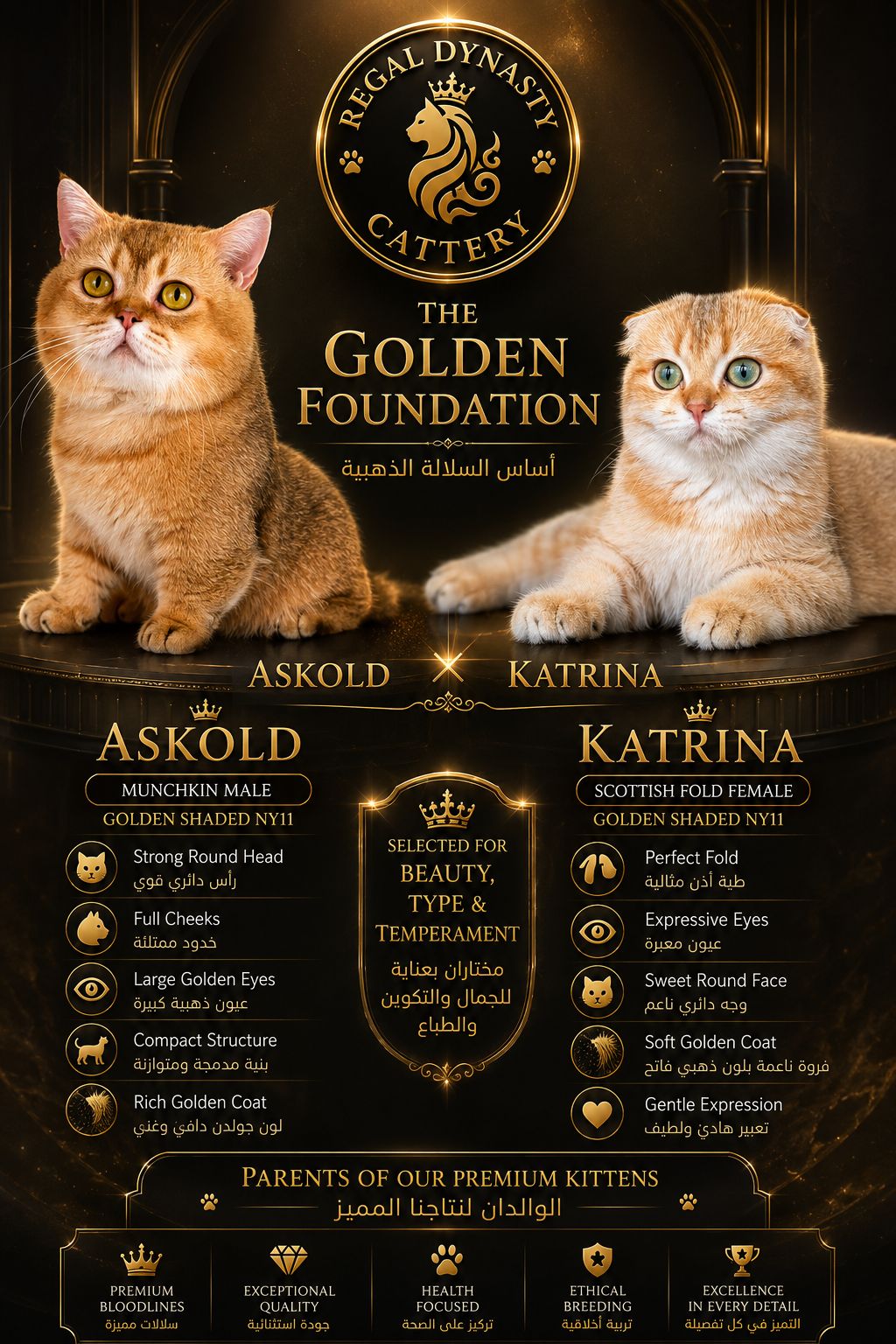 Male Munchkin Fold Kitten – Golden Shaded (NY11) | Exceptional Coat Quality & Extremely Short Legs - Image 3