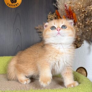 Scottish Fold Male