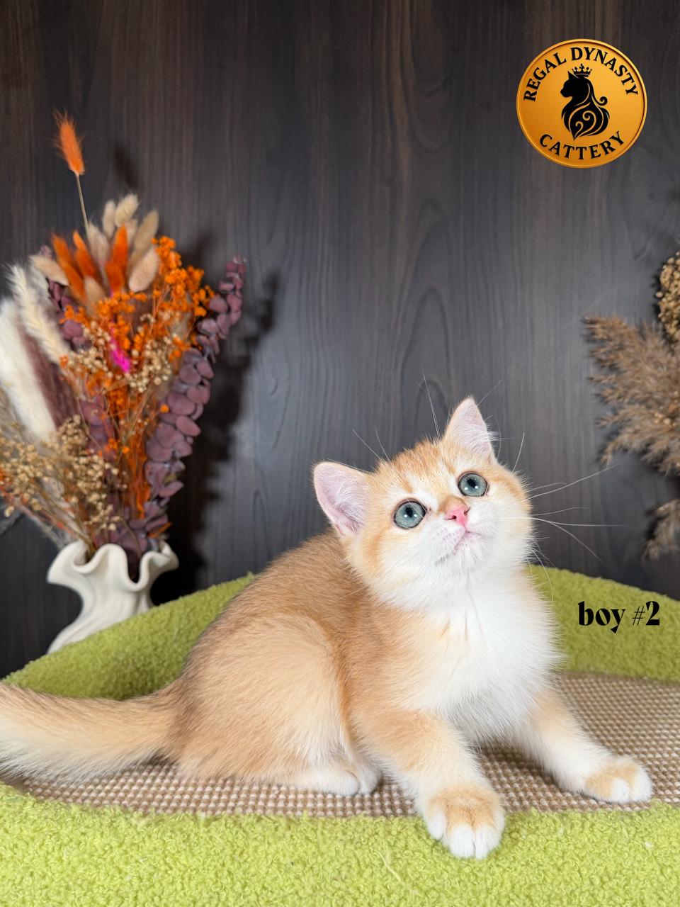 Long-Leg Munchkin Male - Image 5