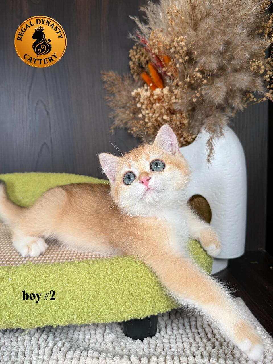 Long-Leg Munchkin Male - Image 3