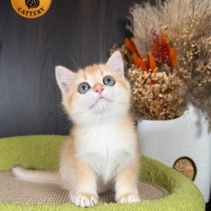 Long-Leg Munchkin Male
