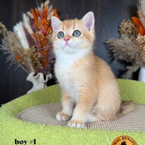 Long-Leg Munchkin Male