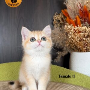 Long-Leg Munchkin Female