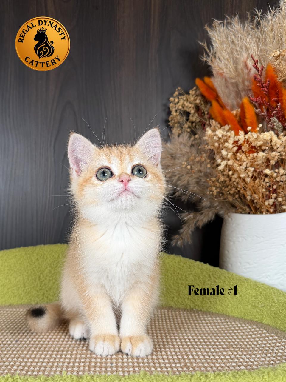 Long-Leg Munchkin Female
