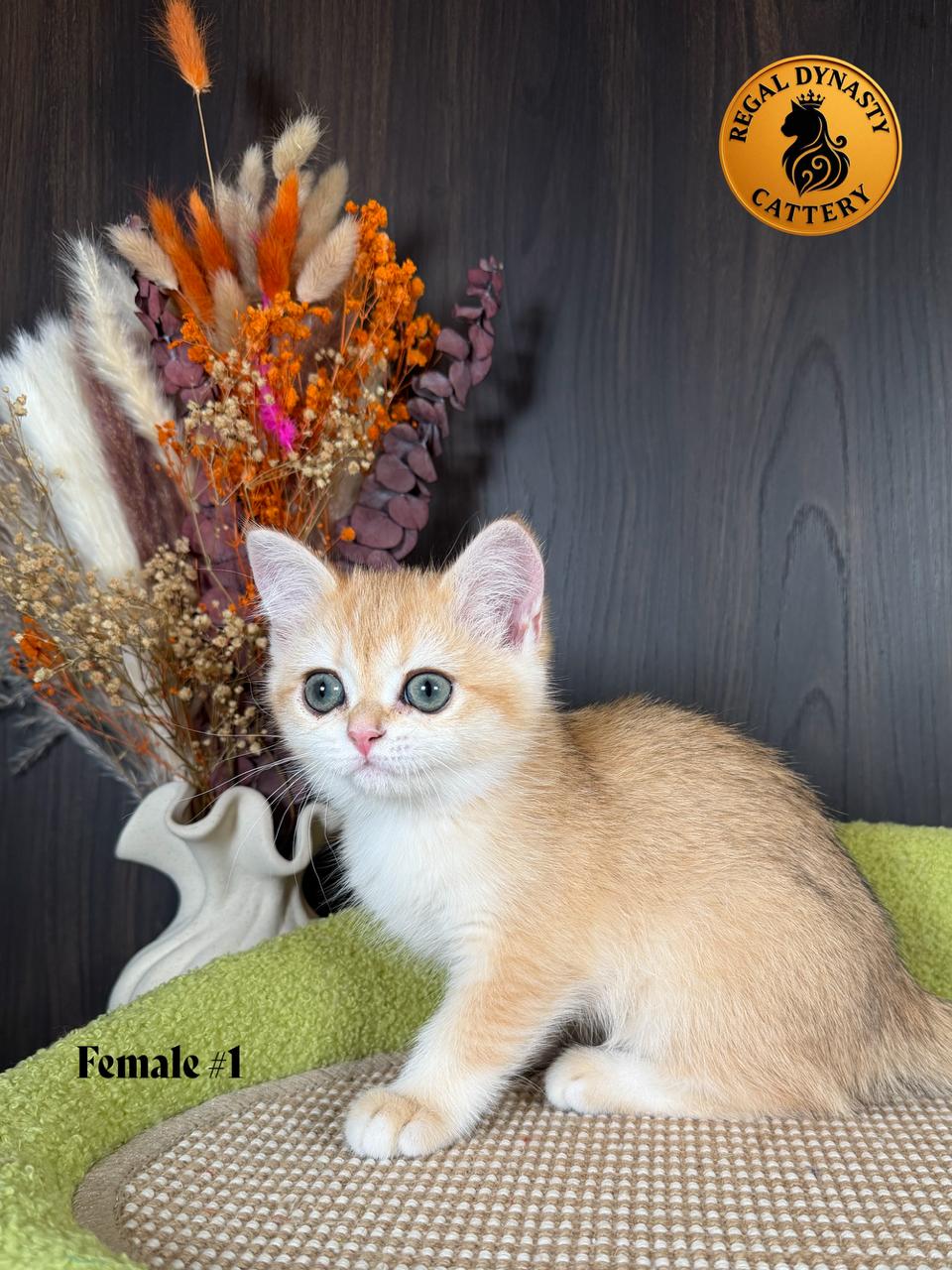 Long-Leg Munchkin Female - Image 4
