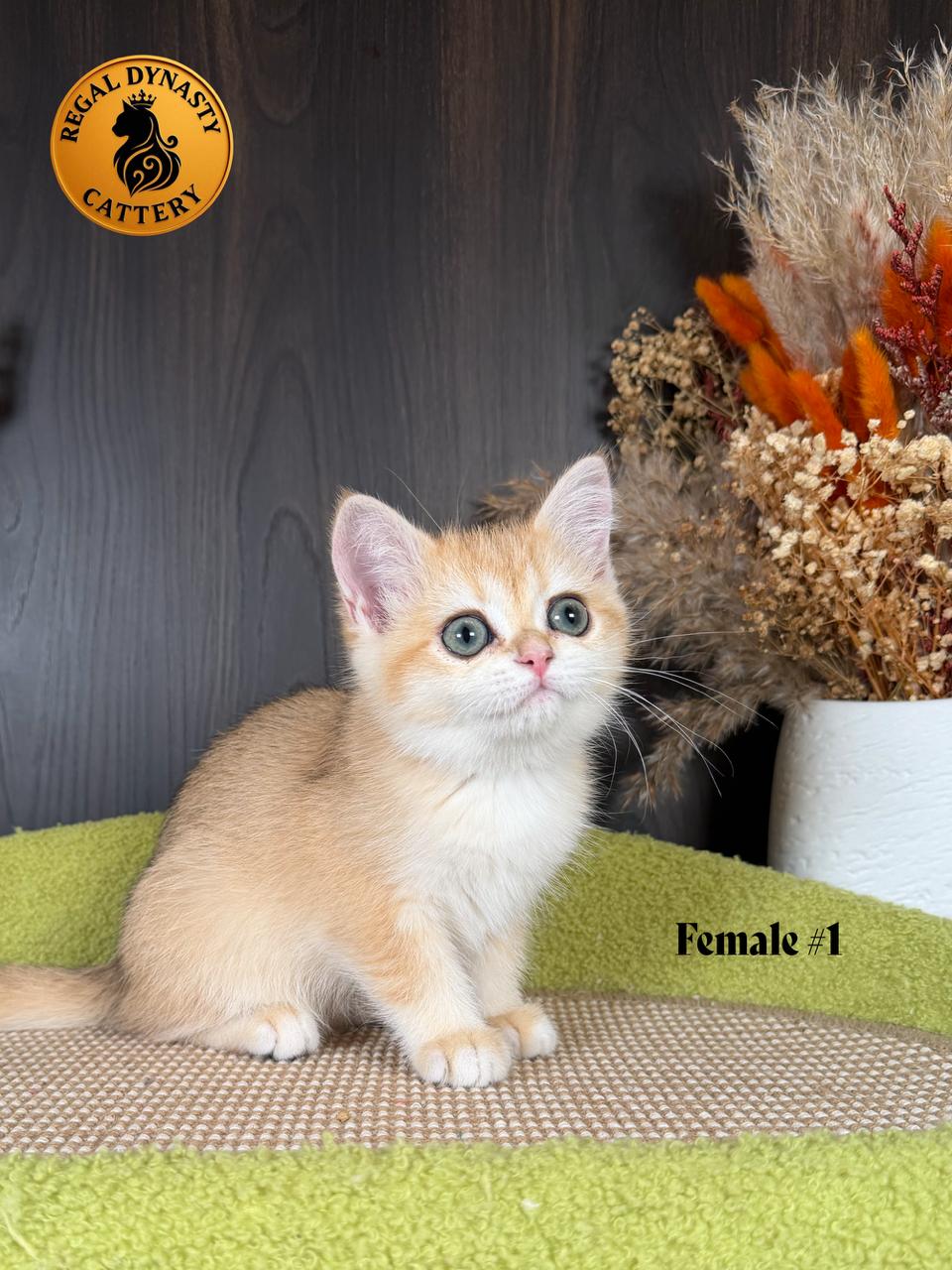 Long-Leg Munchkin Female - Image 3