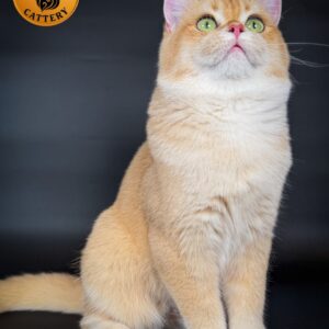 Premium Scottish Straight Male β Golden Shell NY12