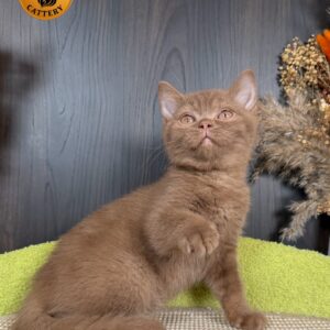 Male British Shorthair