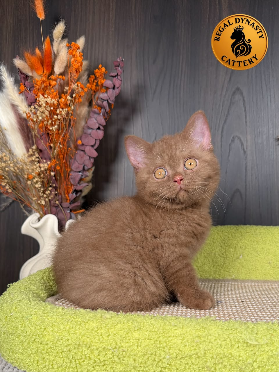 British Shorthair BRI Solid Cinnamon - Image 5