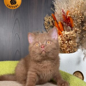 British Shorthair BRI Solid Cinnamon
