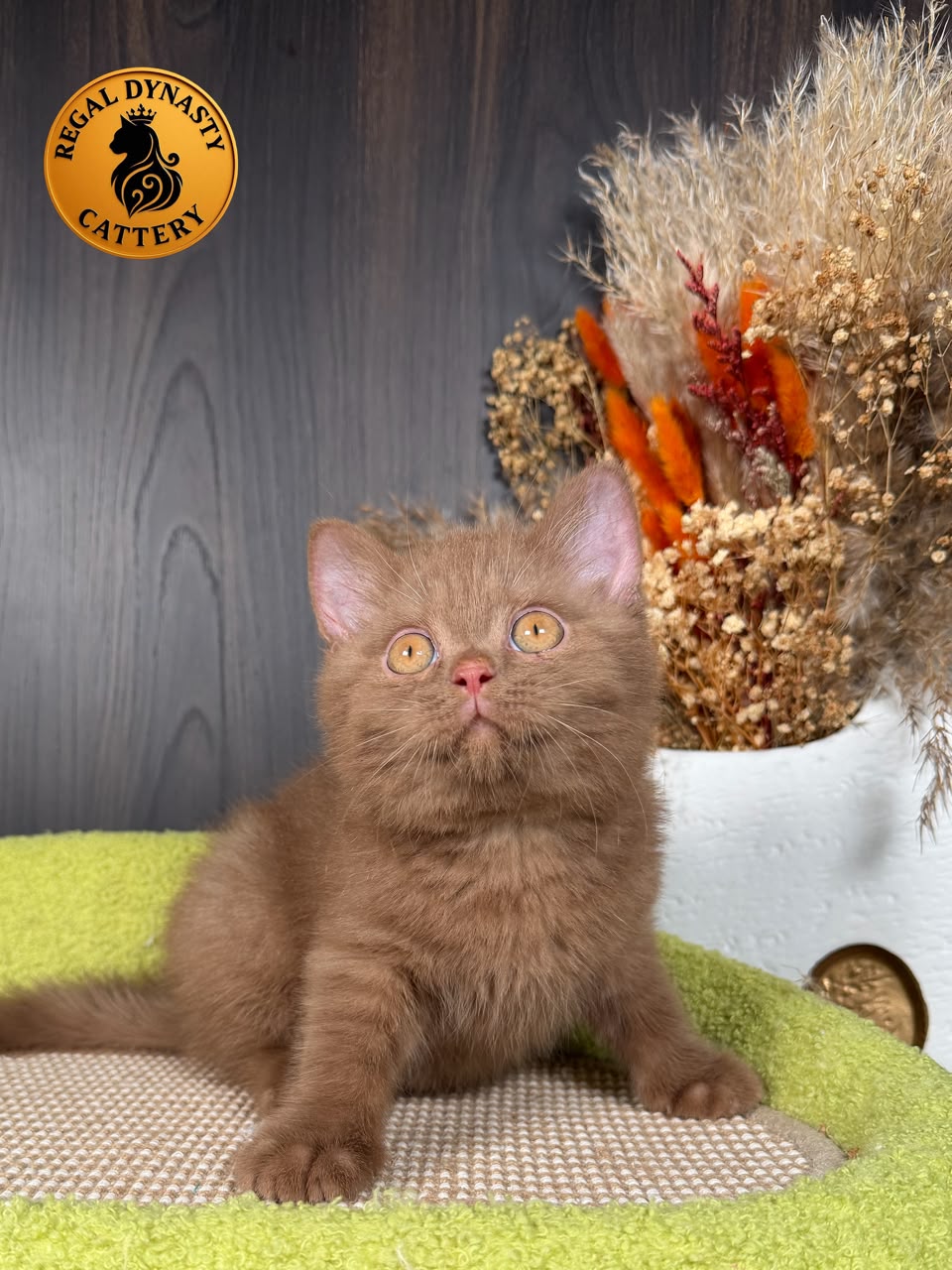 British Shorthair BRI Solid Cinnamon