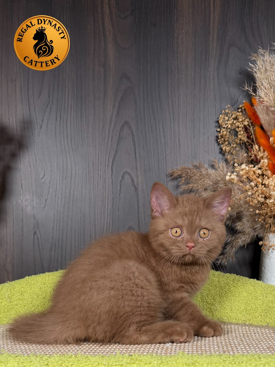 British Shorthair BRI Solid Cinnamon - Image 3