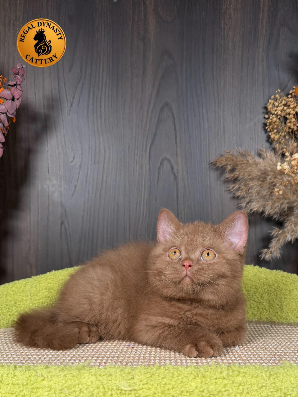 British Shorthair BRI Solid Cinnamon - Image 4