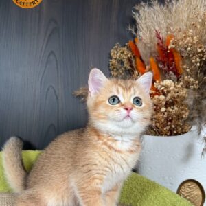 Female Long-Legged Munchkin