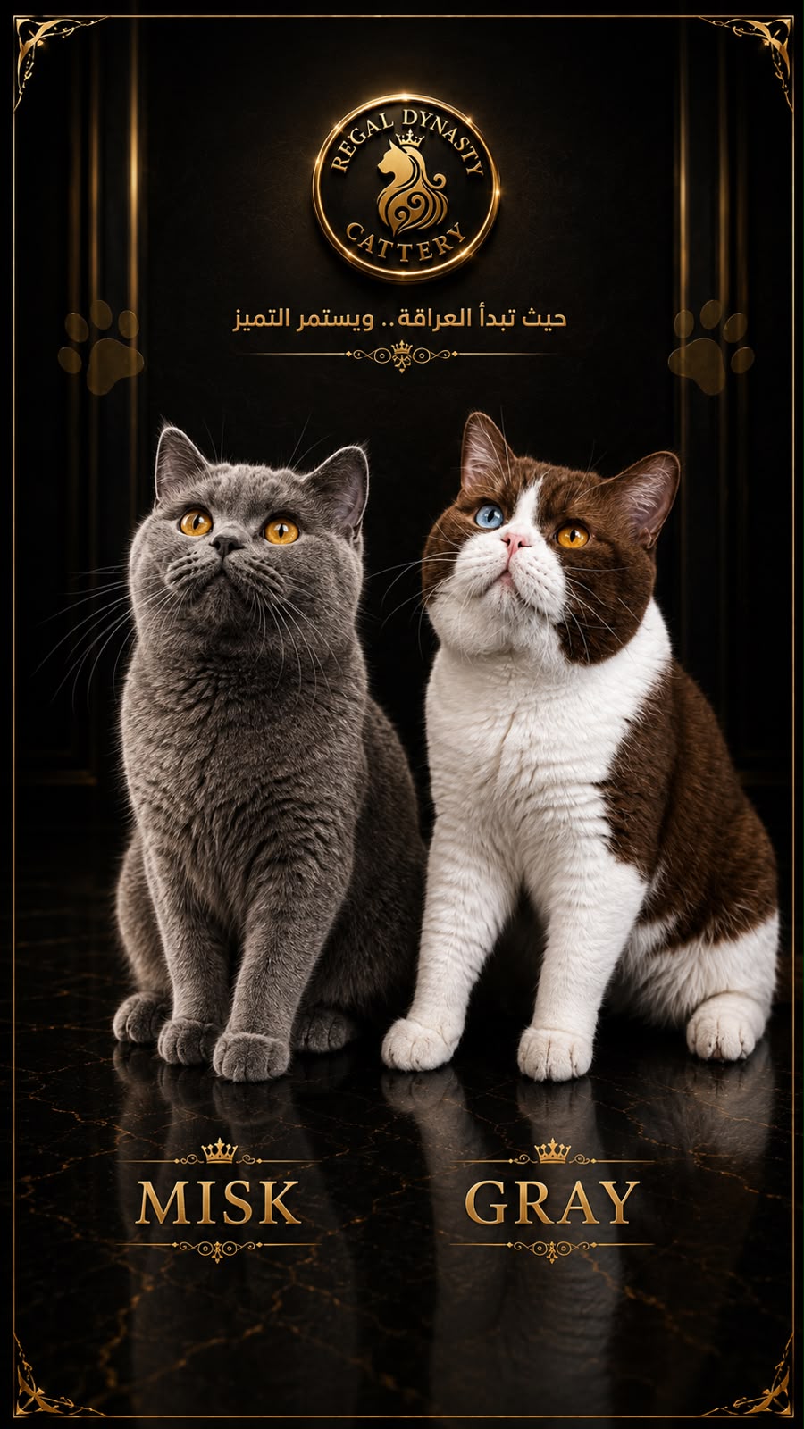 British Shorthair BRI Solid Cinnamon - Image 2