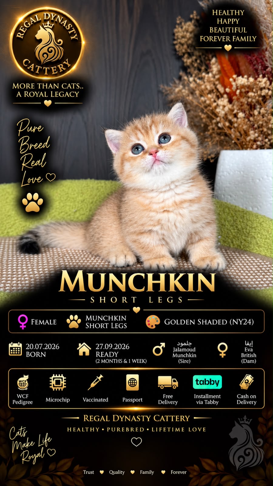 Munchkin Female – Short Legs - Image 2