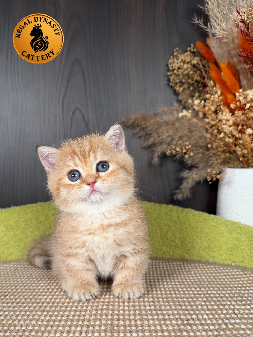Munchkin Female – Short Legs - Image 5