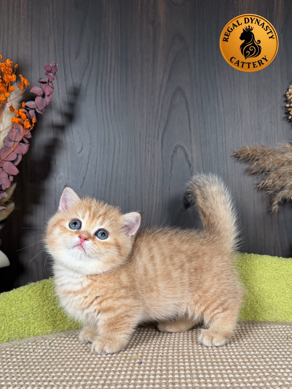 Munchkin Female – Short Legs - Image 4