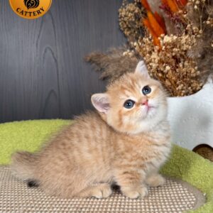 Munchkin Female – Short Legs