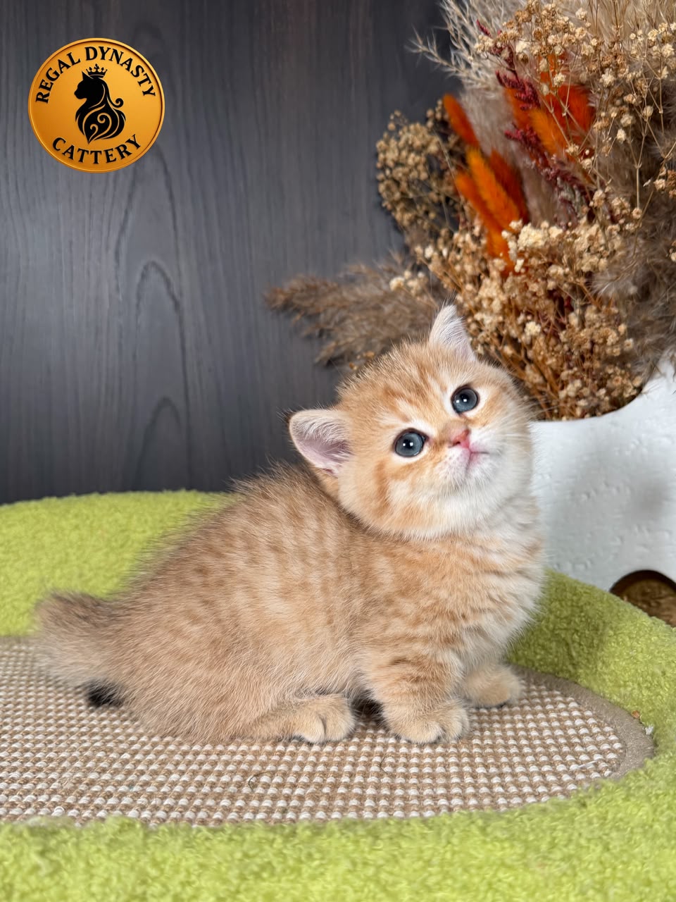 Munchkin Female – Short Legs