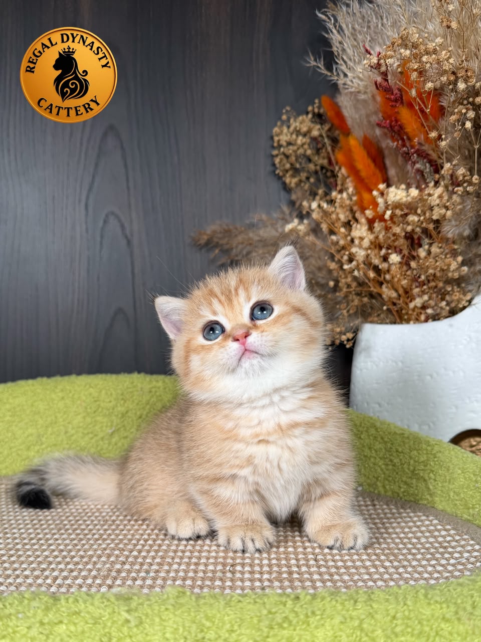 Munchkin Female – Short Legs - Image 3