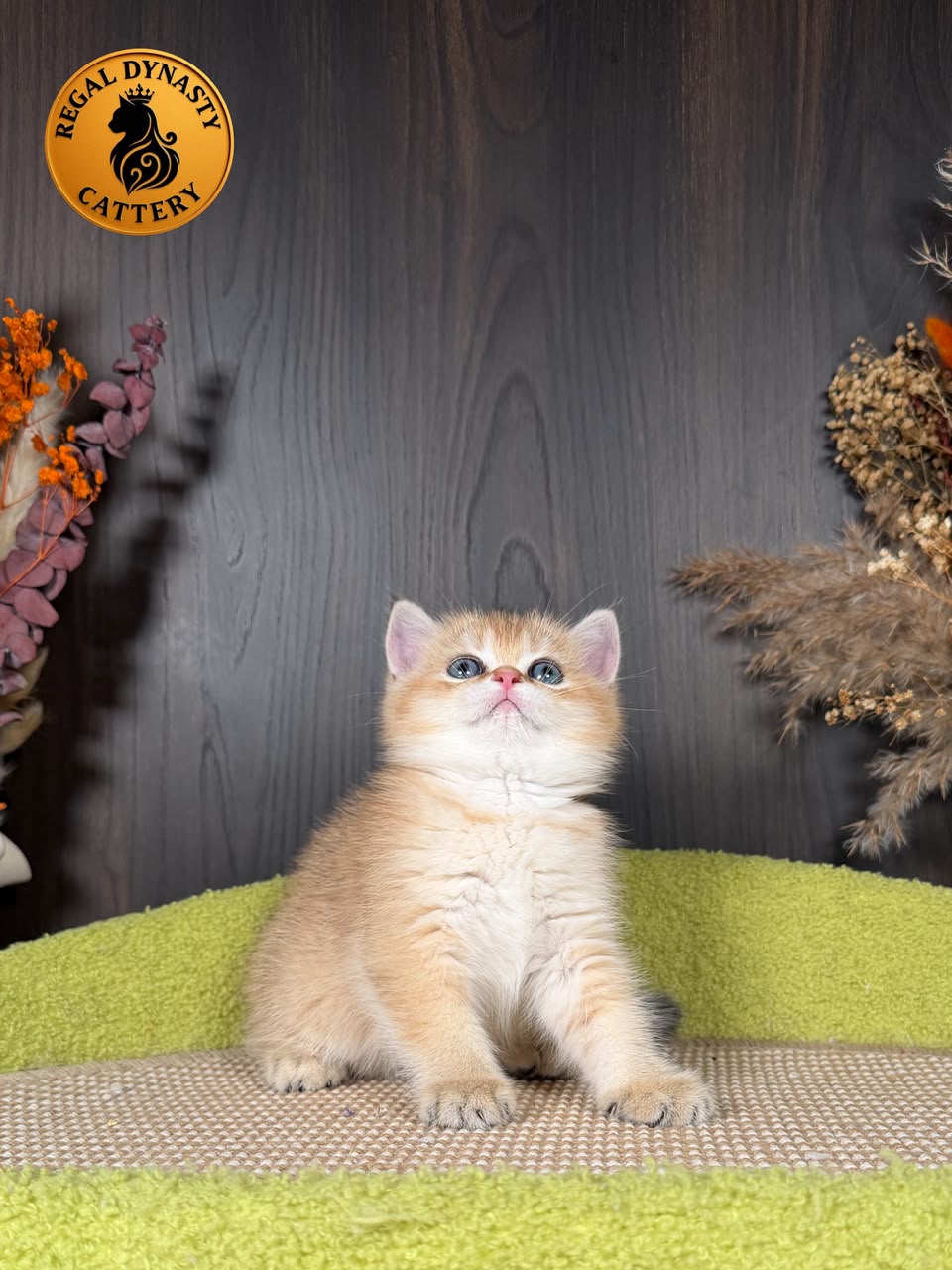 Munchkin Female – Long Legs - Image 3