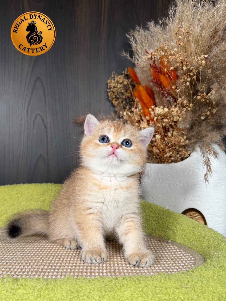 Munchkin Female – Long Legs - Image 4