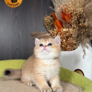 Munchkin Female – Long Legs