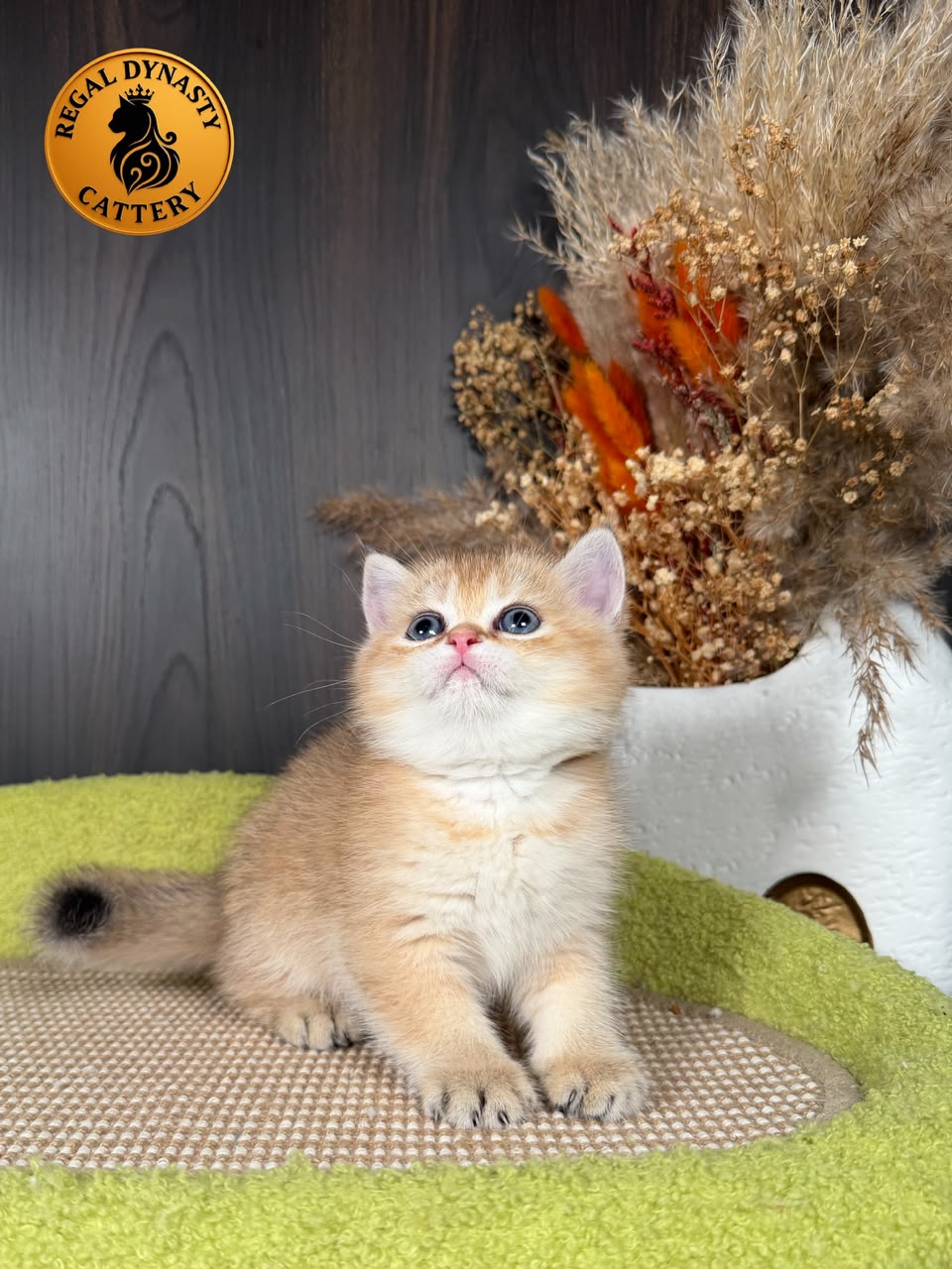 Munchkin Female – Long Legs